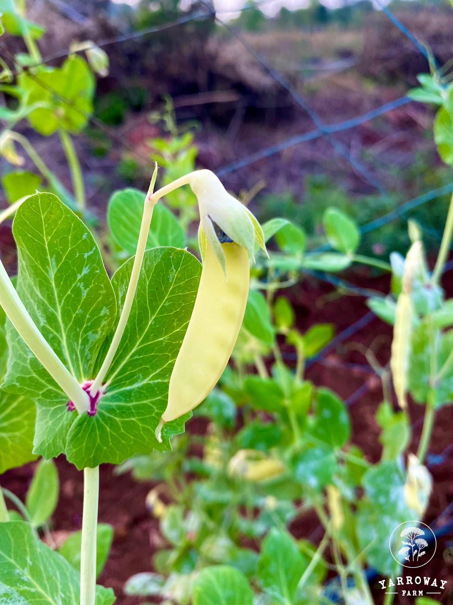 Golden Sweet Snow Peas