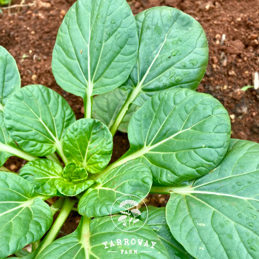 Hedou Tiny Bok Choy