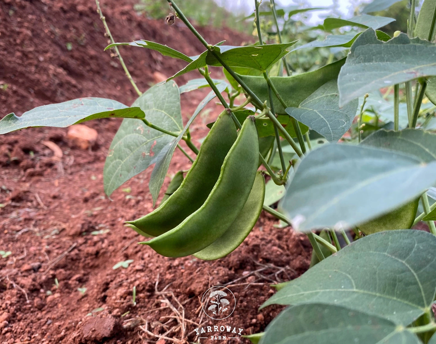 Henderson's Lima Bush Bean