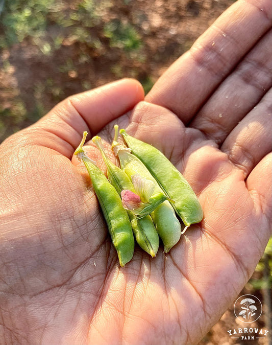 Himalayan Mini Black Pea