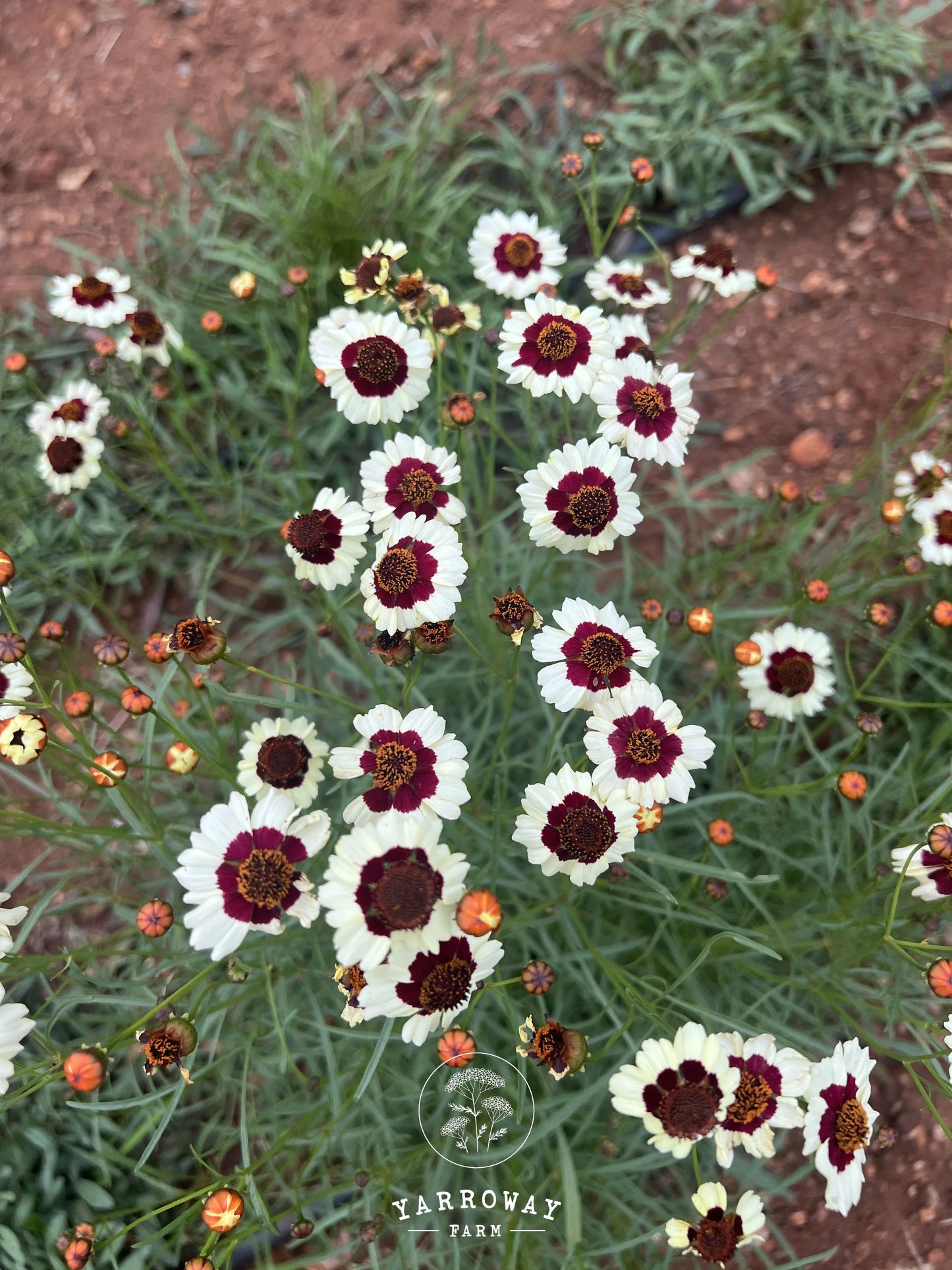 Incredible Swirl Coreopsis