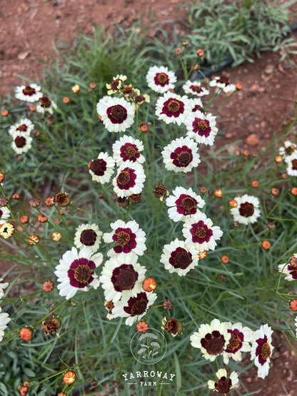 Incredible Swirl Coreopsis