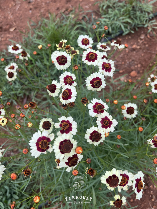 Incredible Swirl Coreopsis