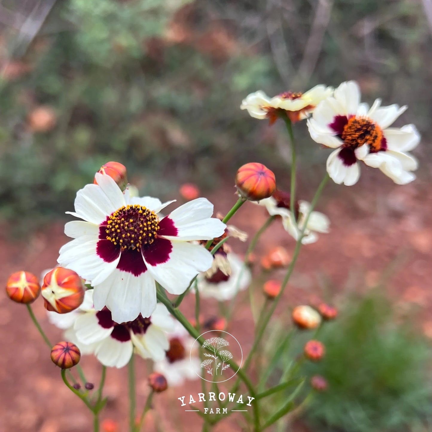 Incredible Swirl Coreopsis