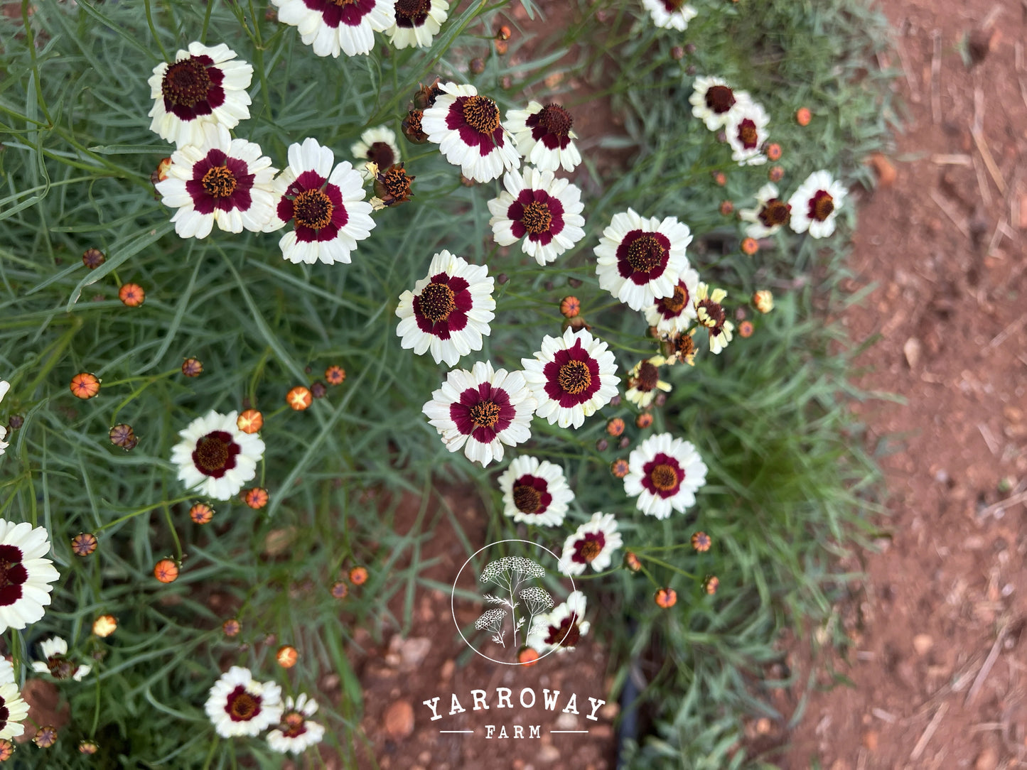 Incredible Swirl Coreopsis