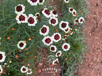 Incredible Swirl Coreopsis