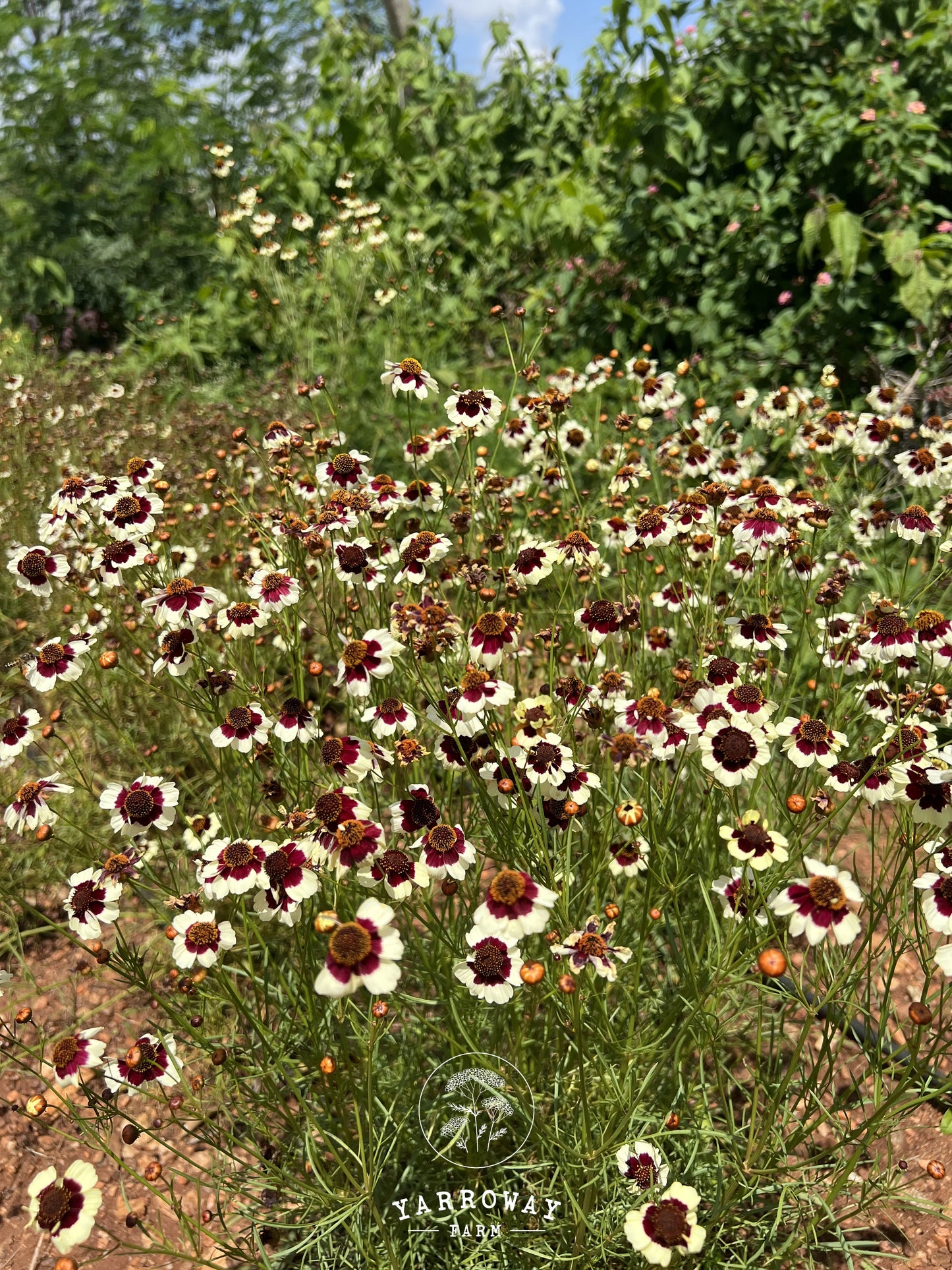 Incredible Swirl Coreopsis