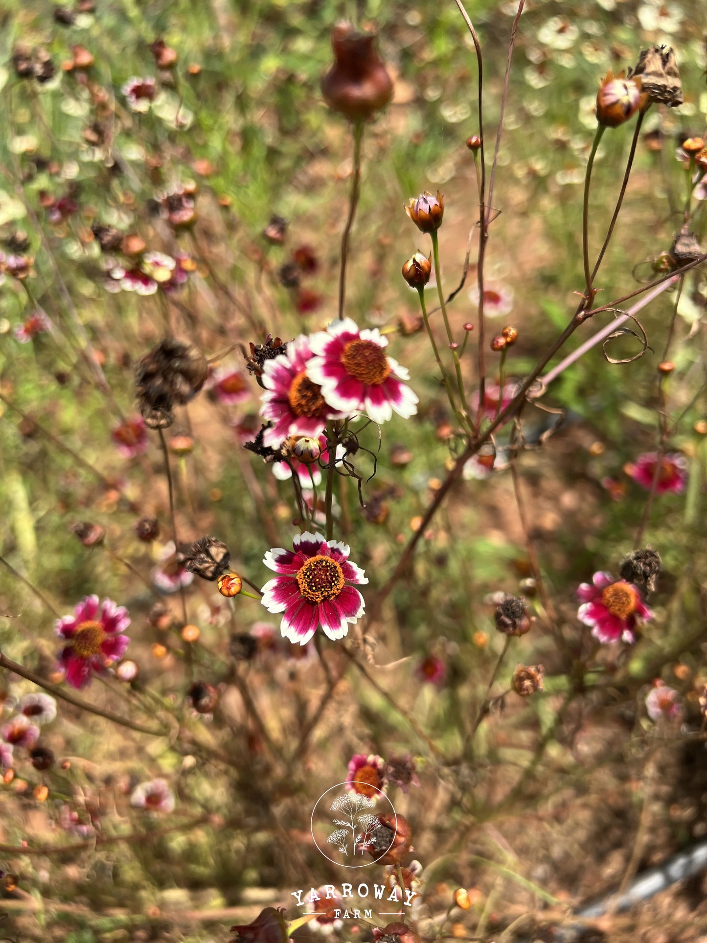 Incredible Swirl Coreopsis