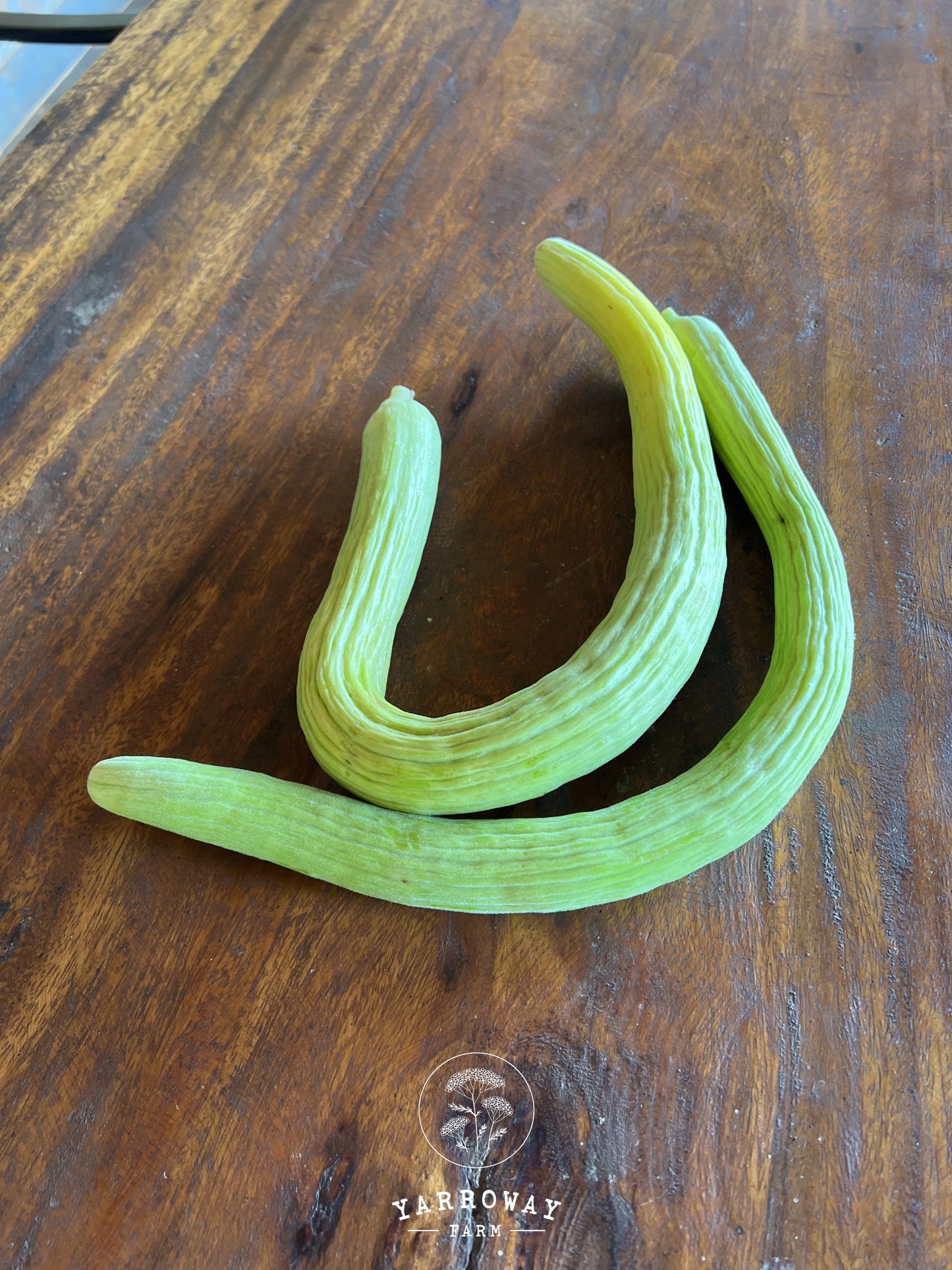 Indian Snake Cucumber Melon