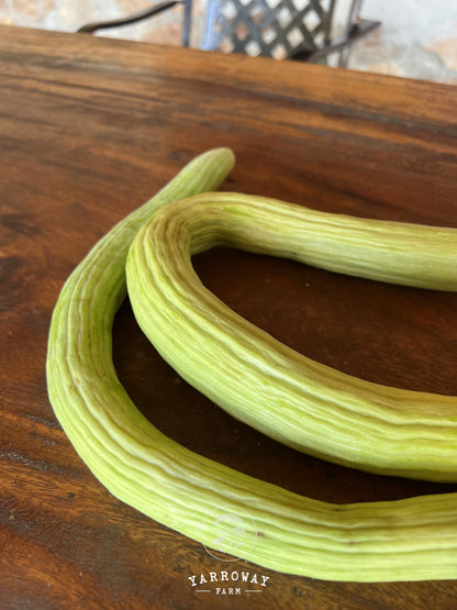 Indian Snake Cucumber Melon