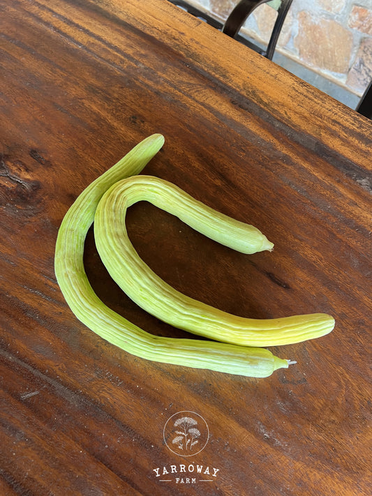 Indian Snake Cucumber Melon