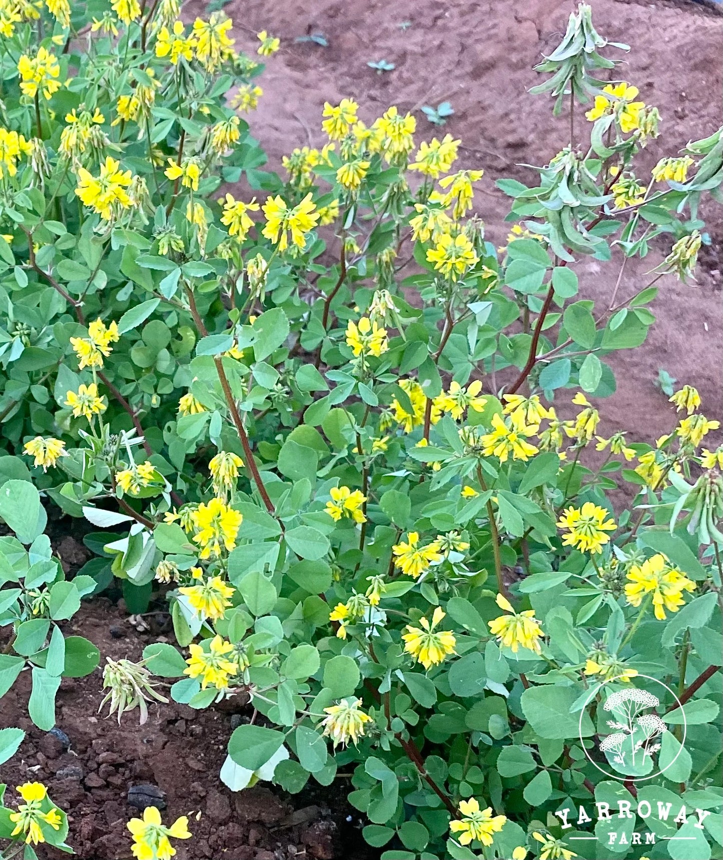 Kasuri Methi - Fenugreek