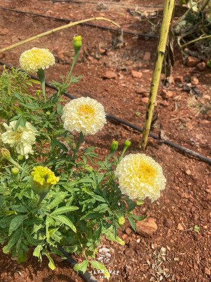 Kilimanjaro White Marigold