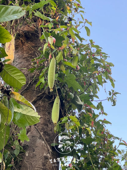 Light Green Sponge Gourd