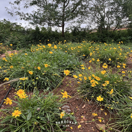 Lanceleaf Coreopsis