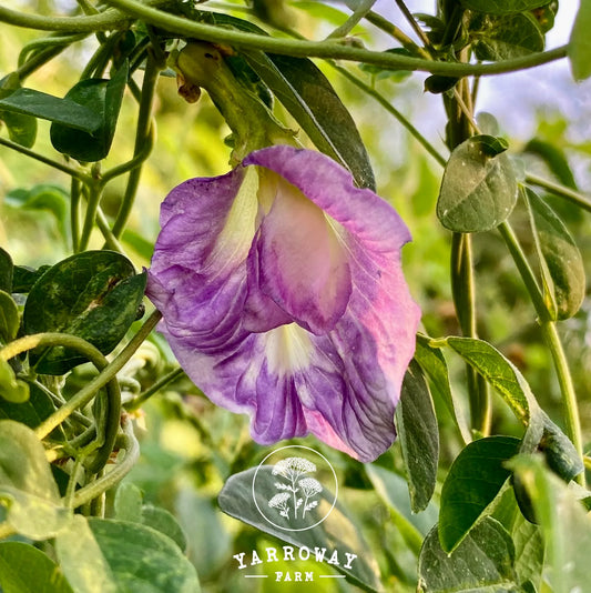 Lavender Butterfly Pea