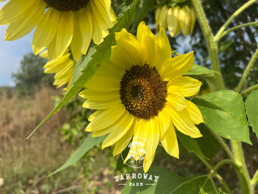 Lemon Queen Sunflower