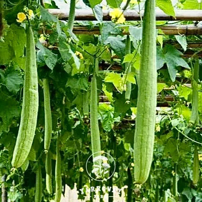 Light Green Sponge Gourd