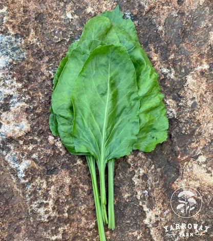 Long Standing Spinach