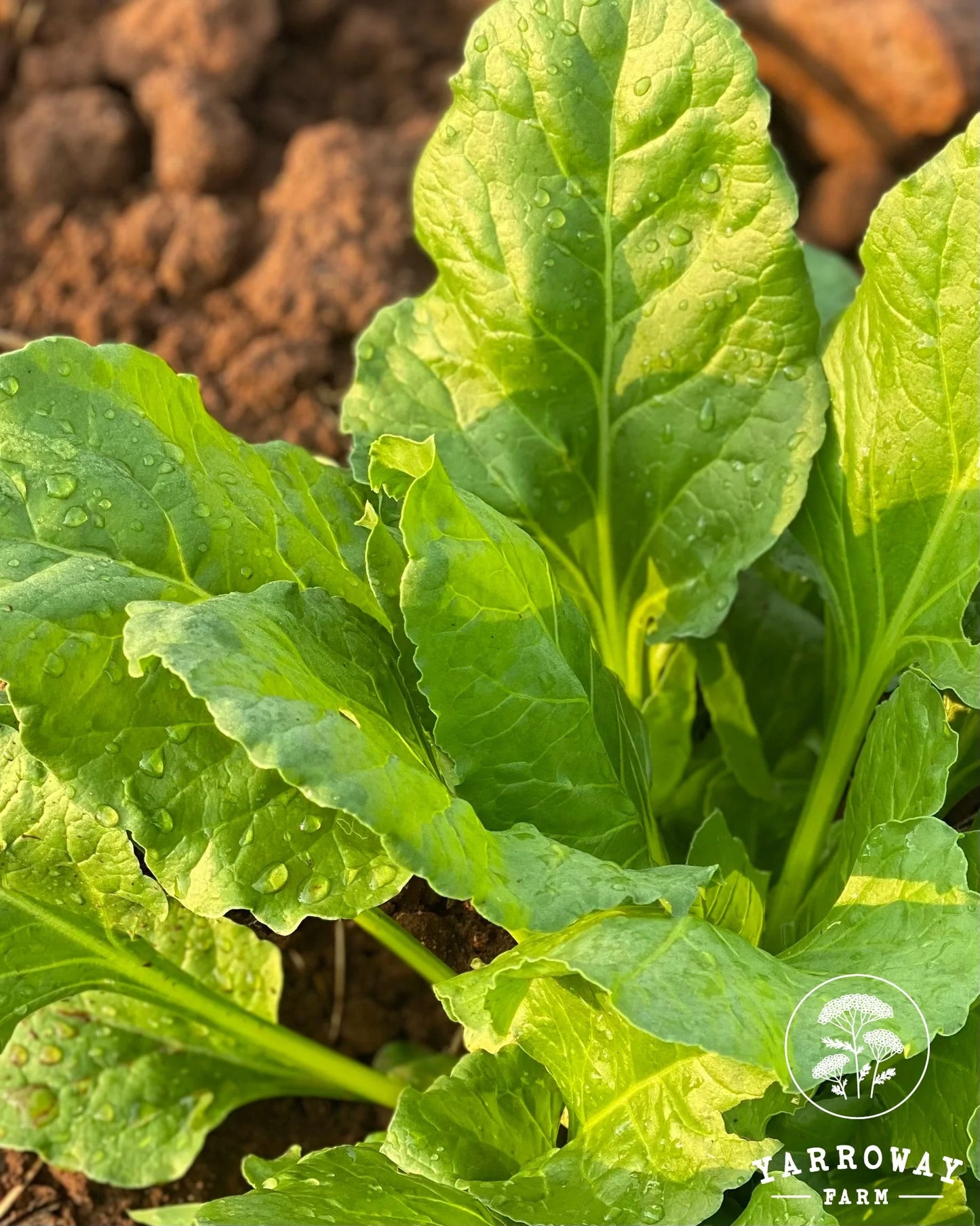 Long Standing Spinach