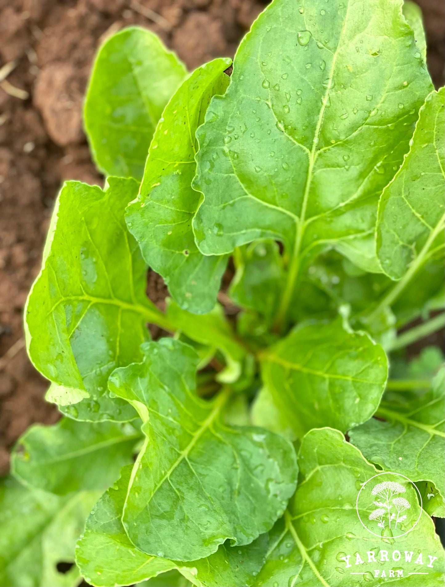 Long Standing Spinach