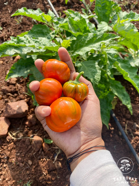 Melanzana Rossa Di Rotonda Eggplant