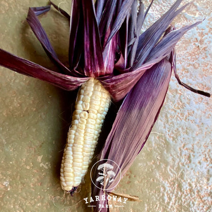 Martian Jewels Corn