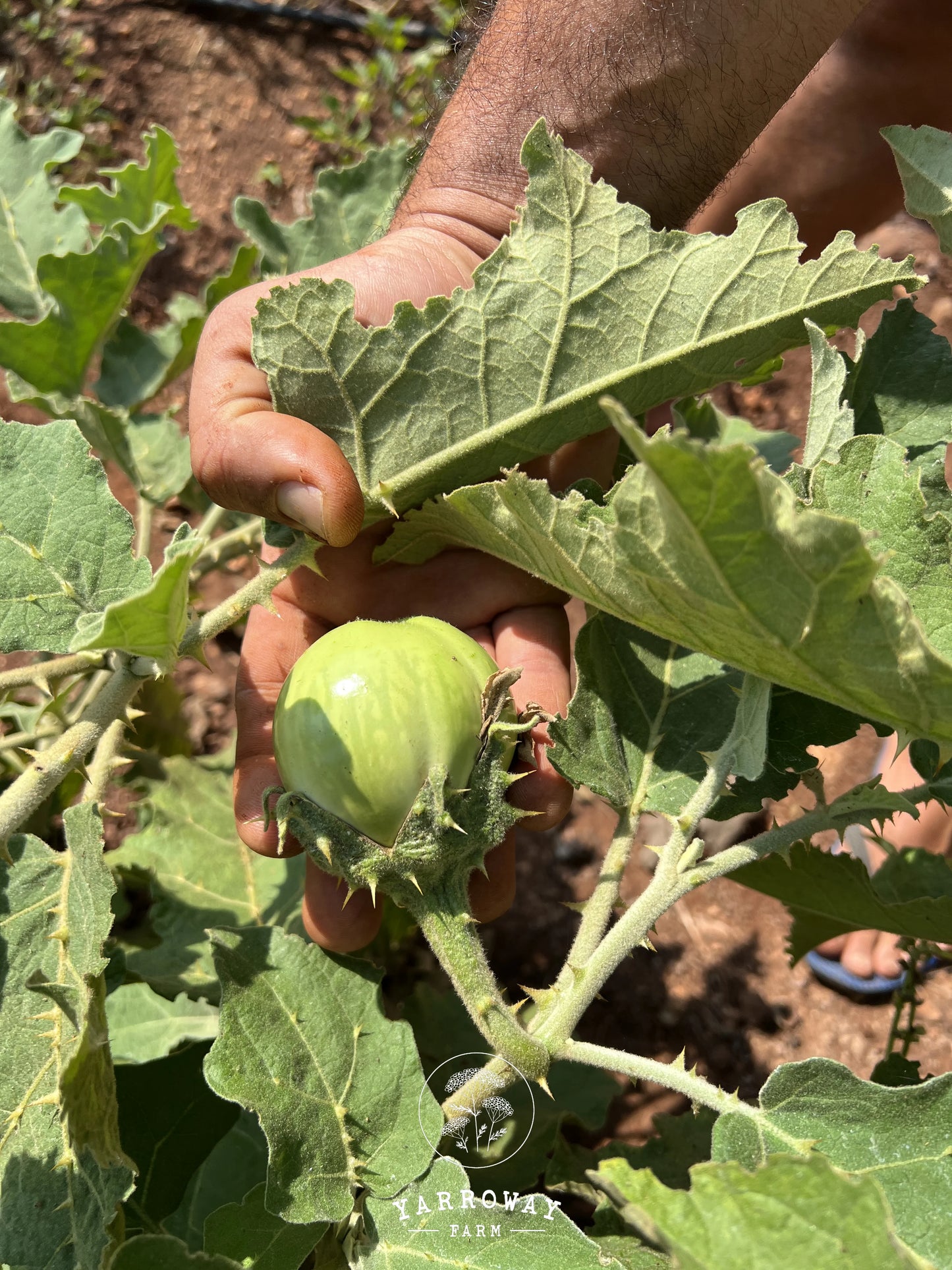 Mattu Gulla Brinjal