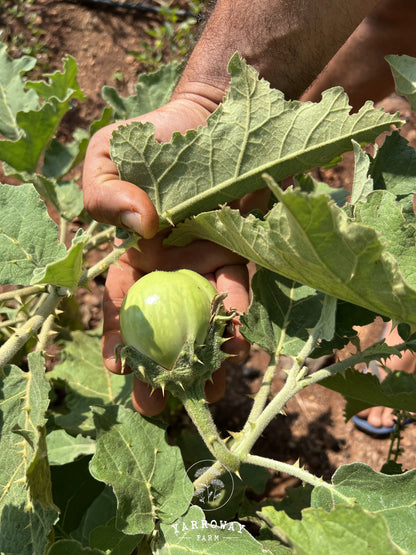 Mattu Gulla Brinjal