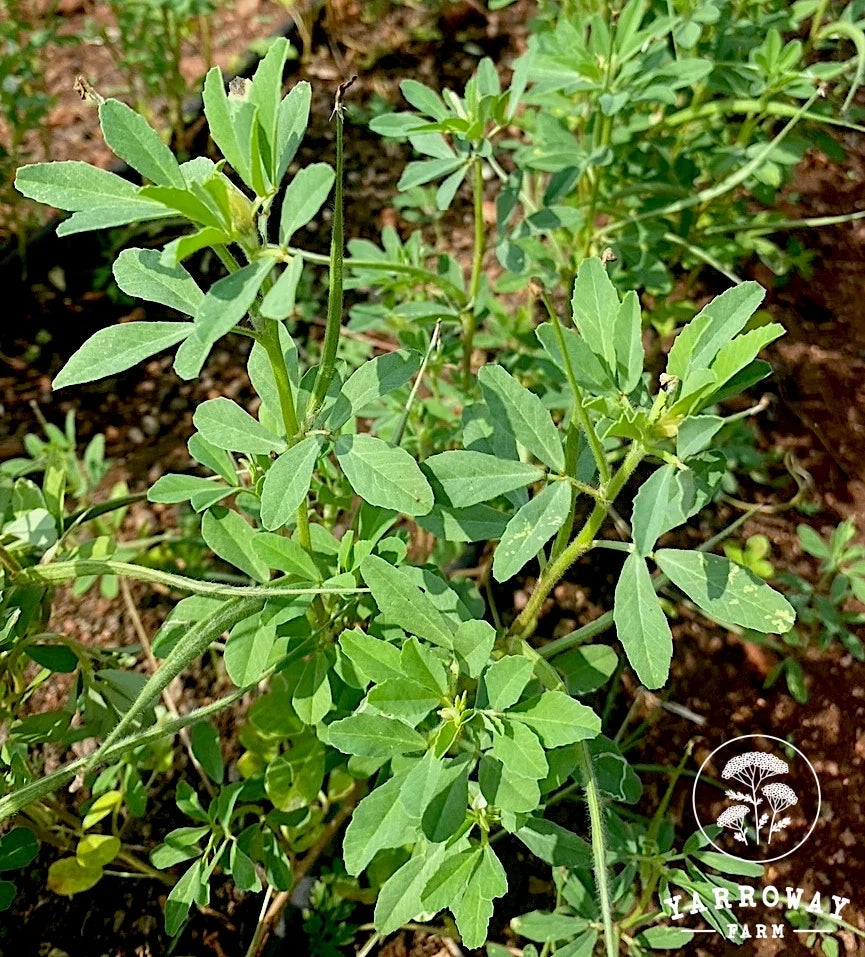 Methi - Fenugreek