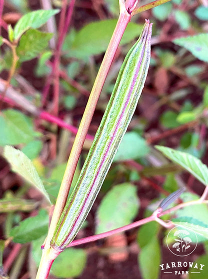 Molokhia Egyptian Spinach