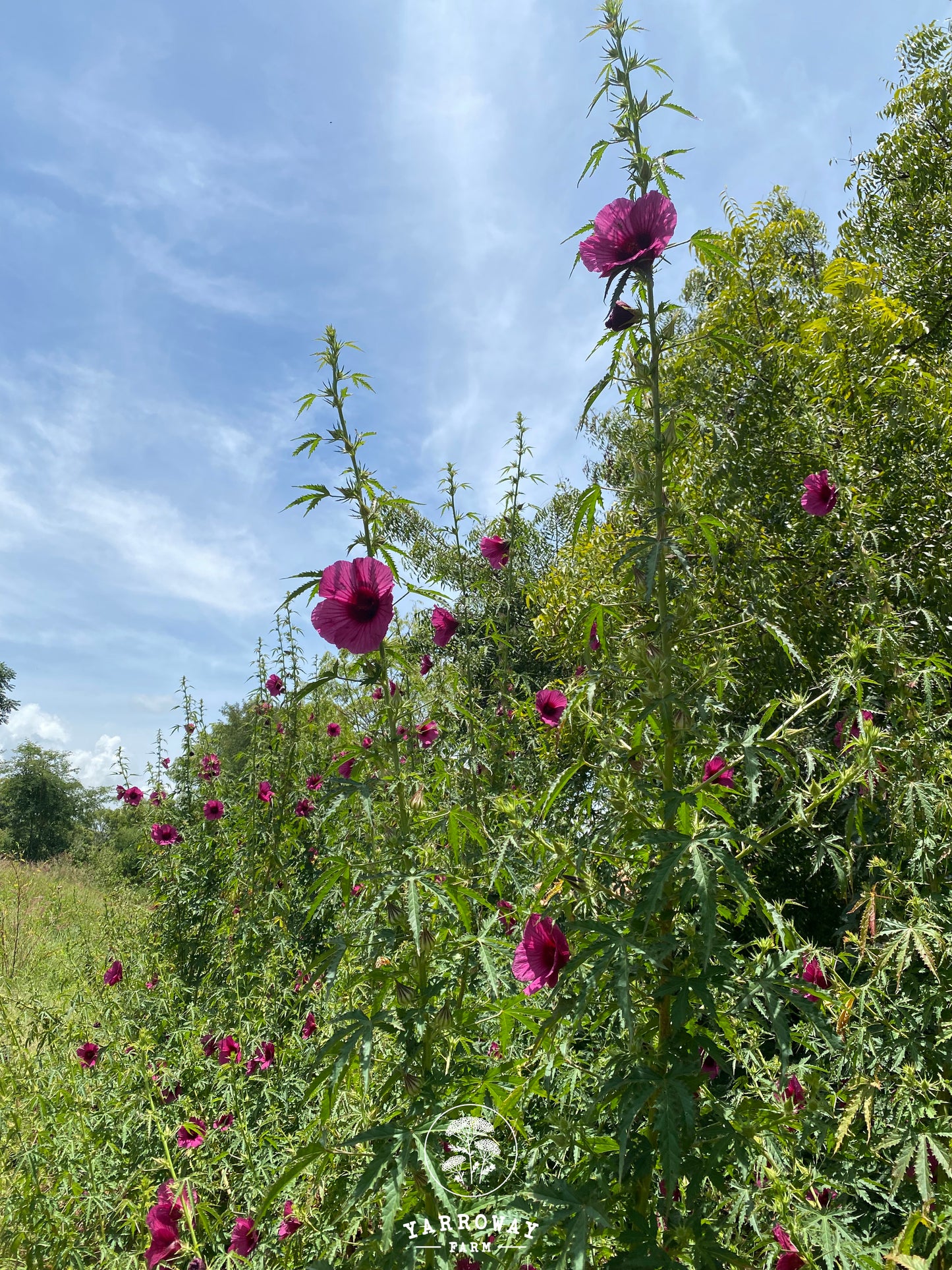 Monarch Rosemallow Ruby Hibiscus