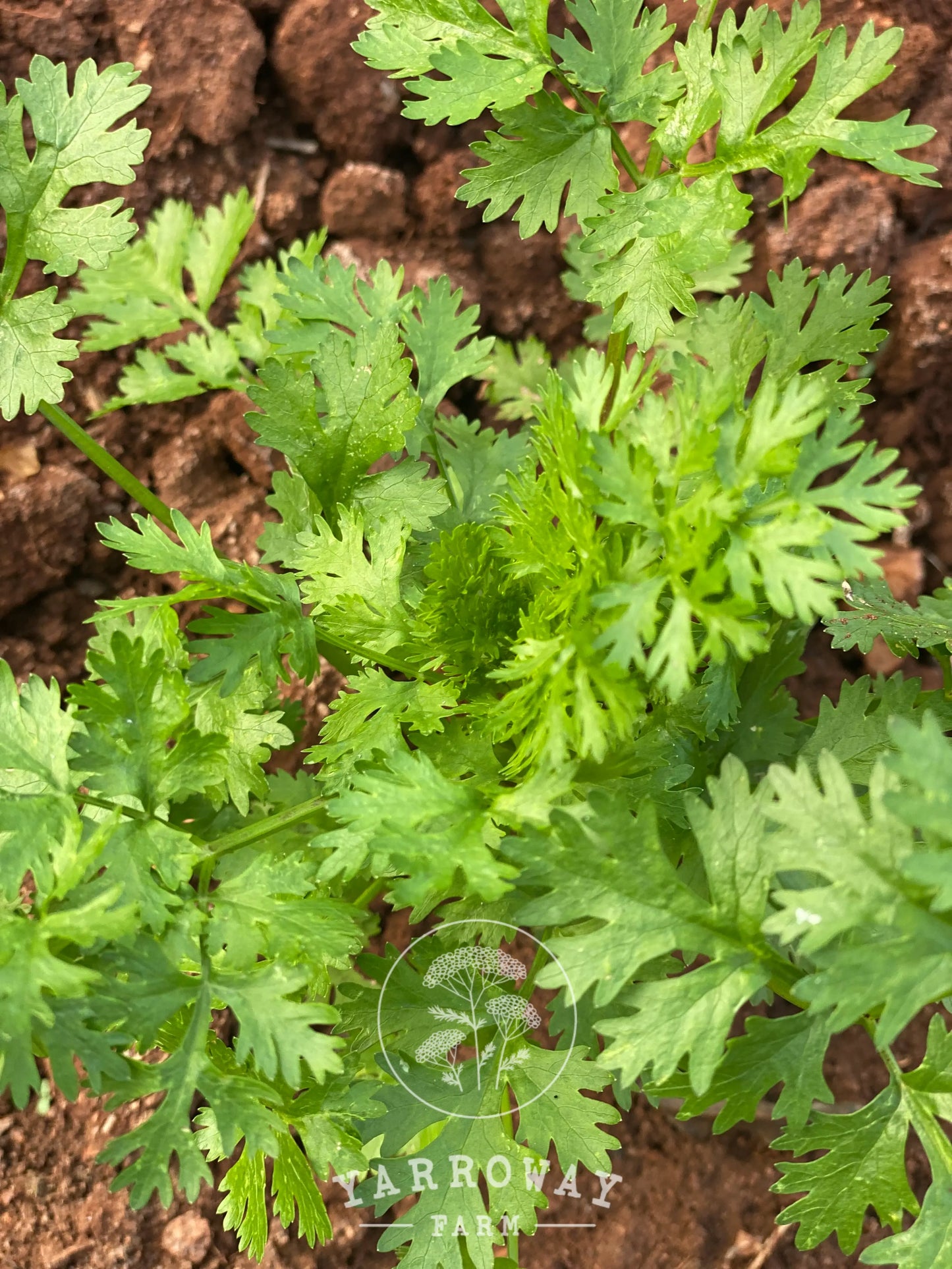 Moroccan Coriander