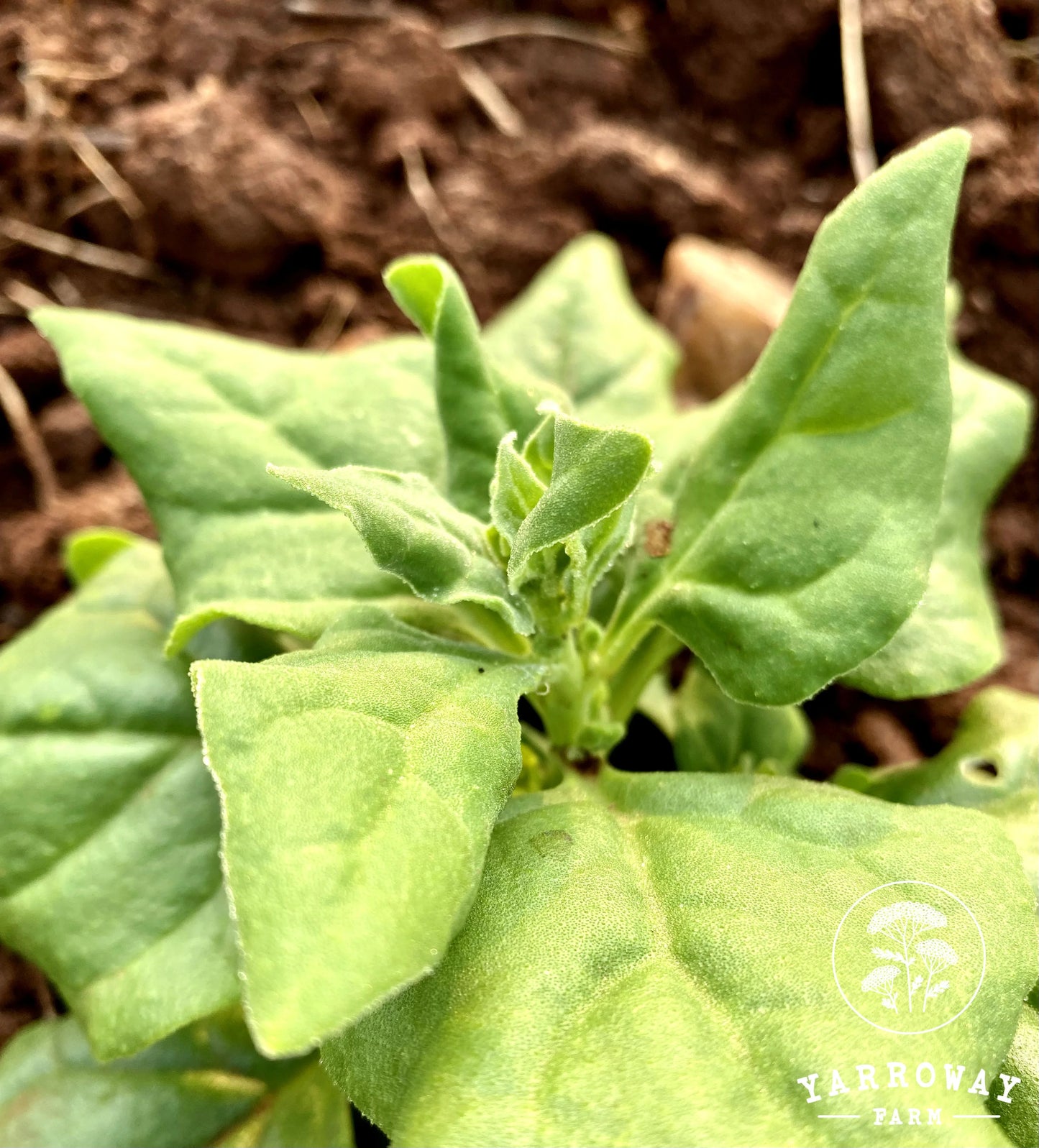 New Zealand Spinach
