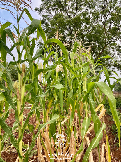 Olotillo Blanco Flour Corn