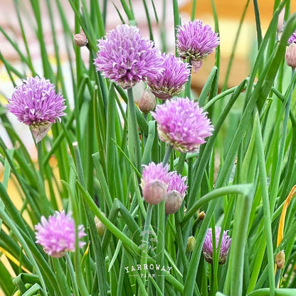 Onion Chives