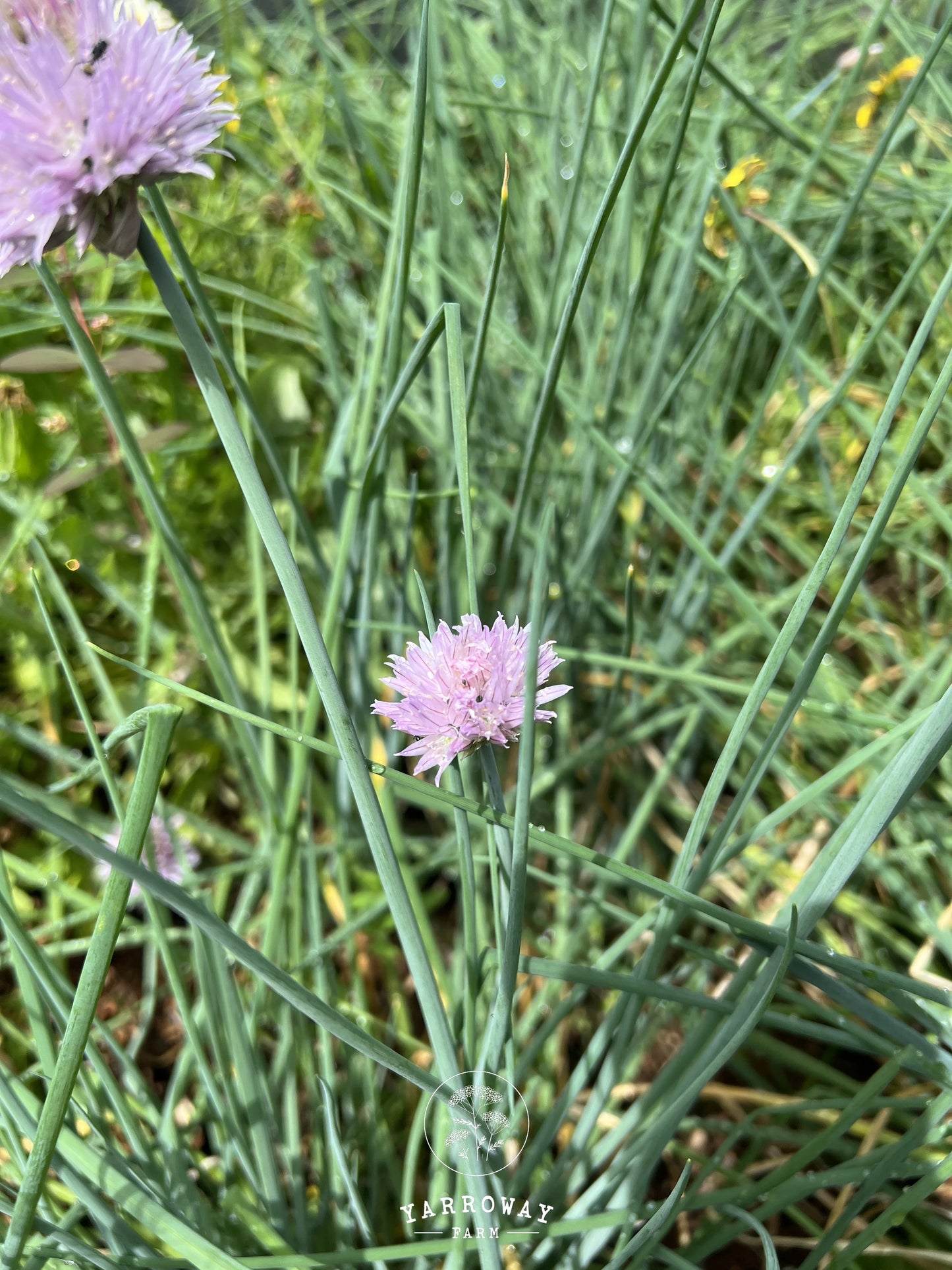 Onion Chives