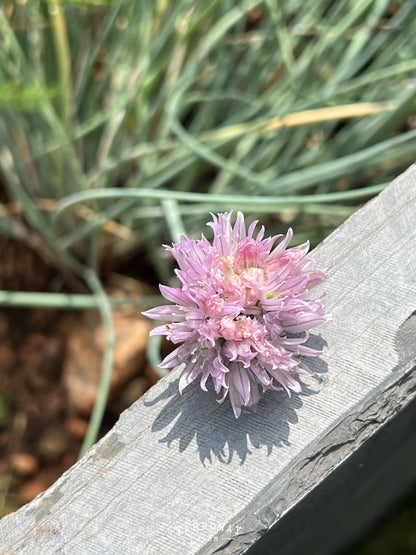 Onion Chives