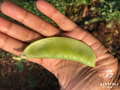 Oregon Sugar Pod II - Snow Pea