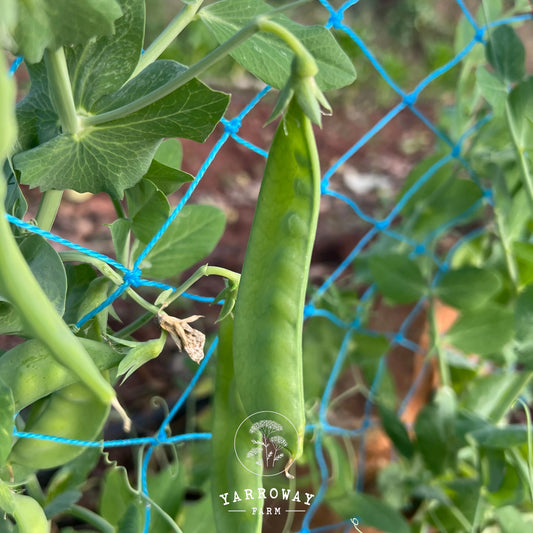 Oregon Sugar Pod II - Snow Pea