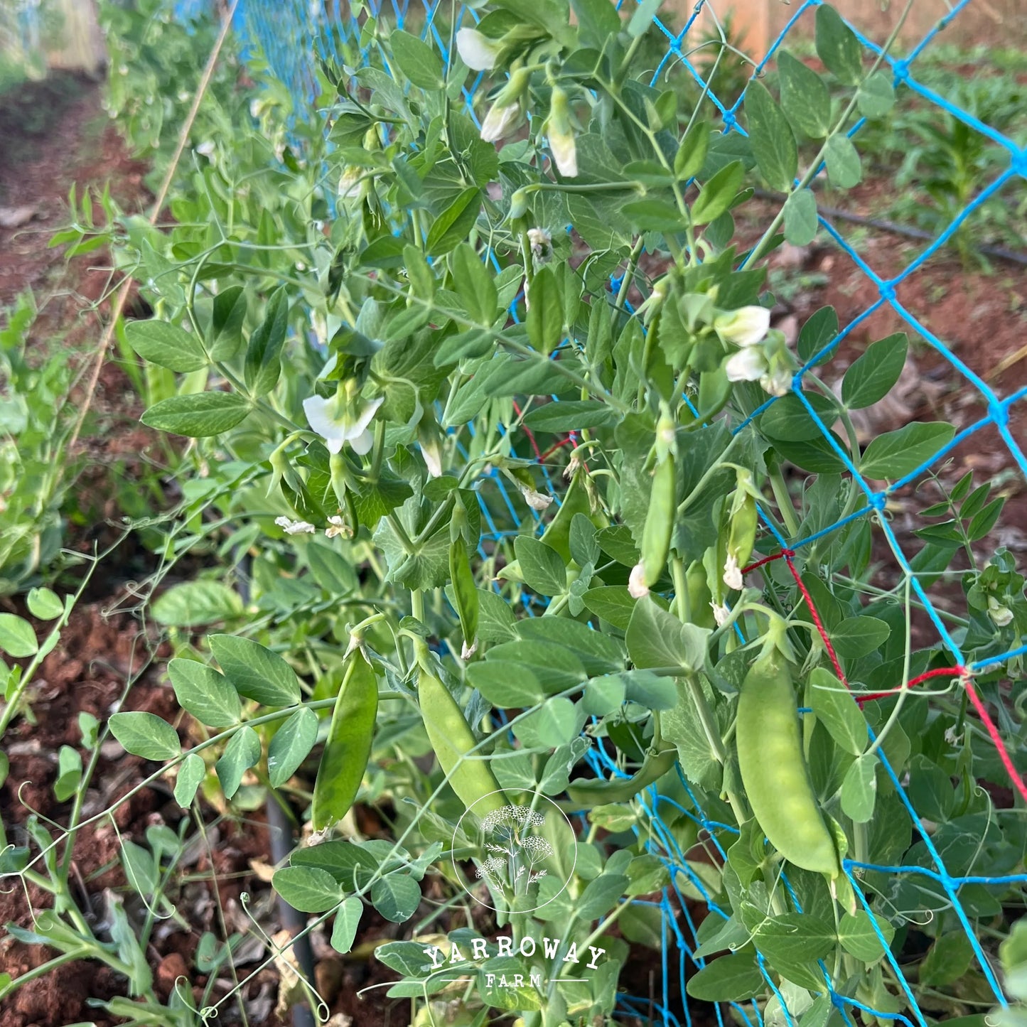 Oregon Sugar Pod II - Snow Pea