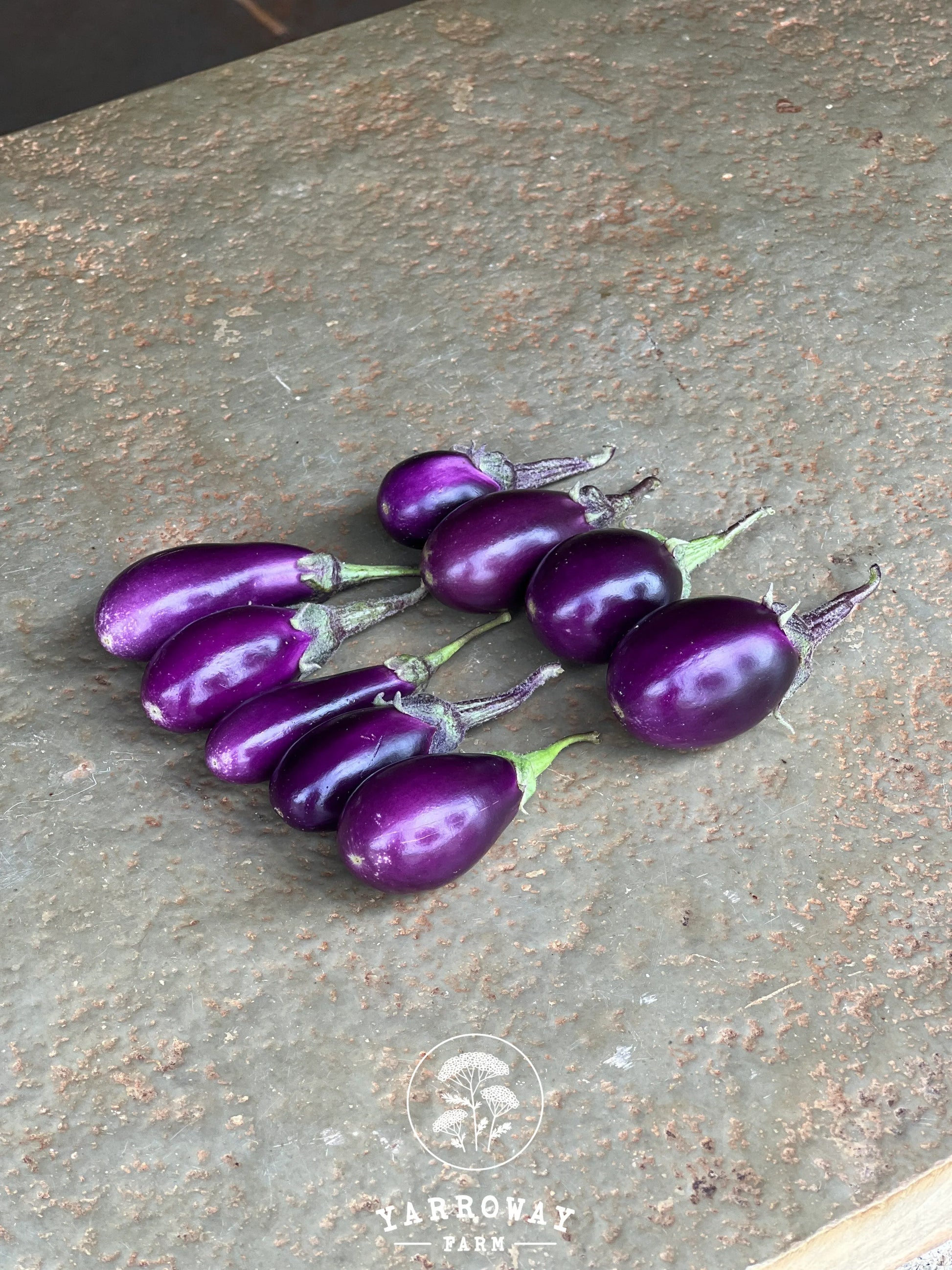 Pennada Brinjal