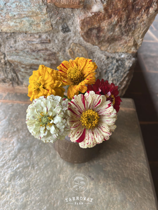 Peppermint Stick Zinnia