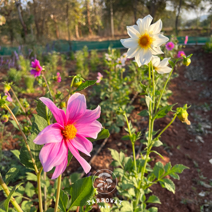 Pink White Mix Dahlia