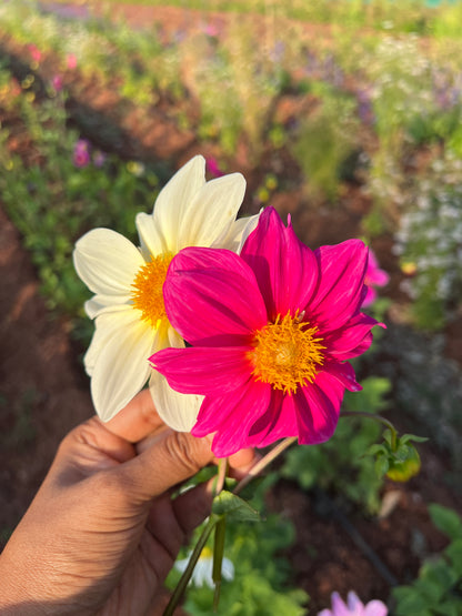 Pink White Mix Dahlia