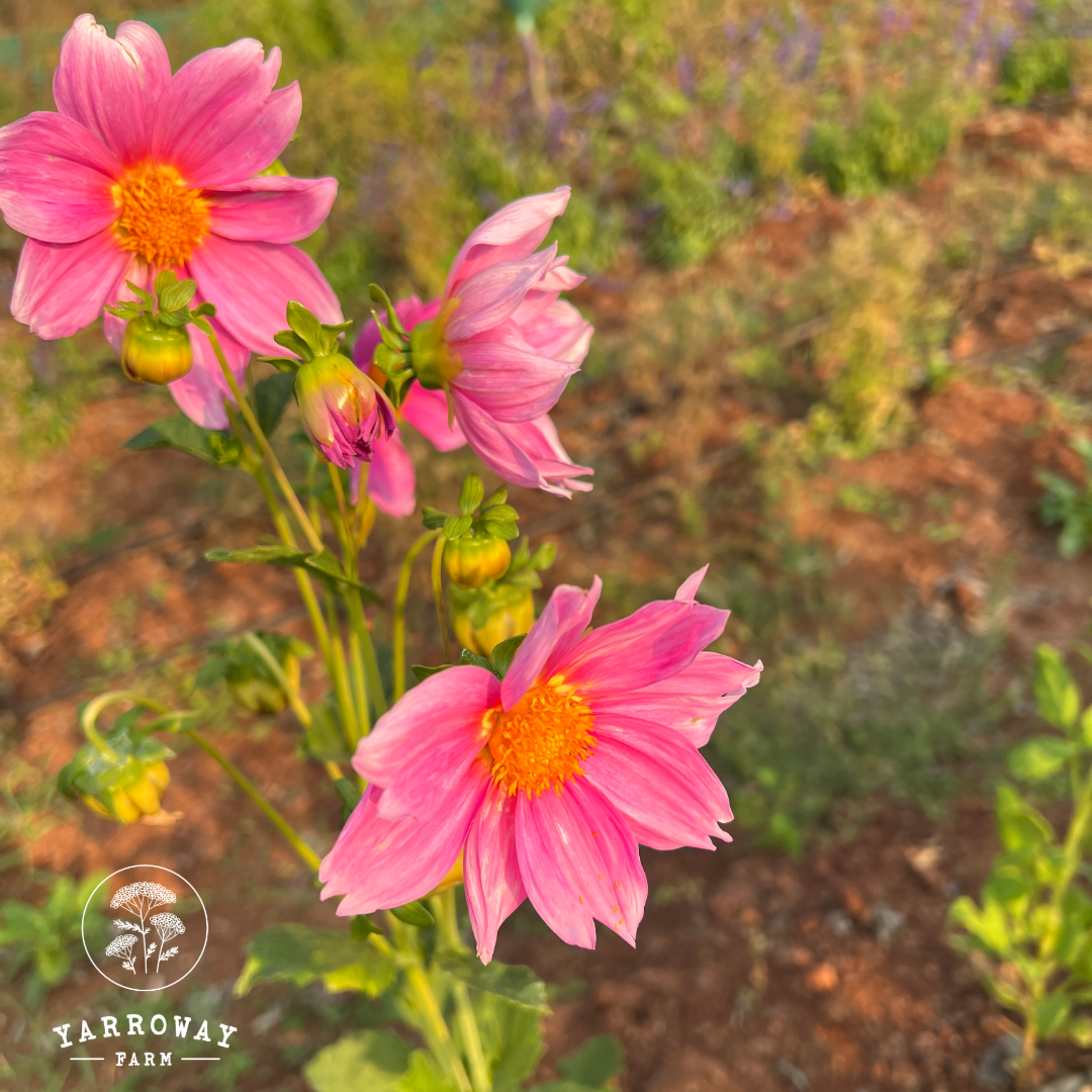 Pink White Mix Dahlia