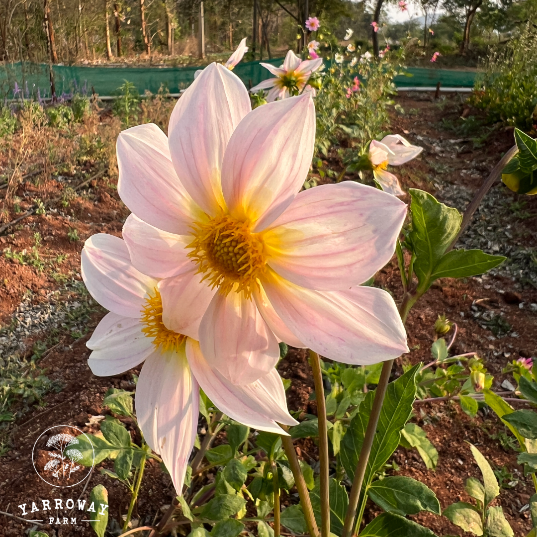 Pink White Mix Dahlia