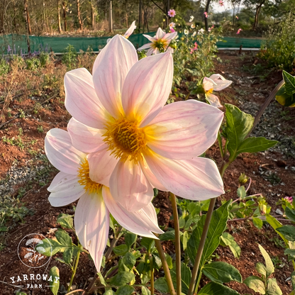Pink White Mix Dahlia