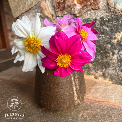 Pink White Mix Dahlia