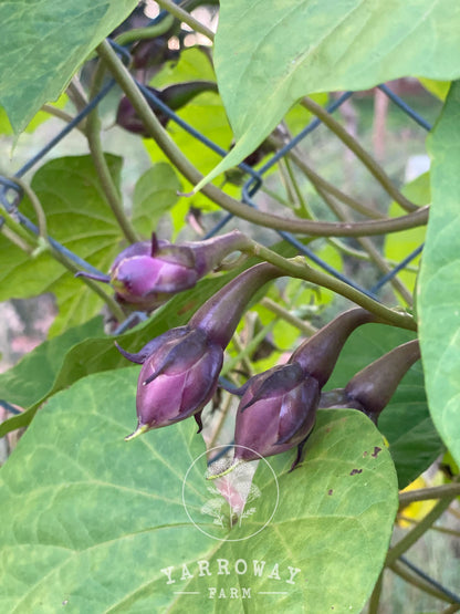 Purple Clove Pole Bean